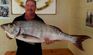  Kushengelaars speel nie